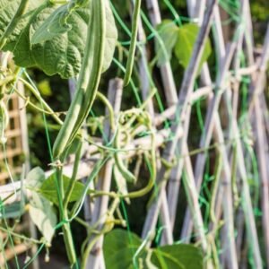 Pea & Bean Net
