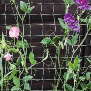 Climbing Plant Support Tan