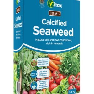 Calcified Seaweed