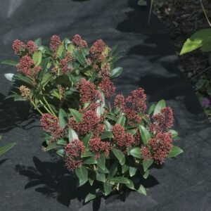 Weed Control Fabric