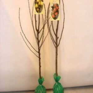 Fruit Tree - 1.4/1.6m