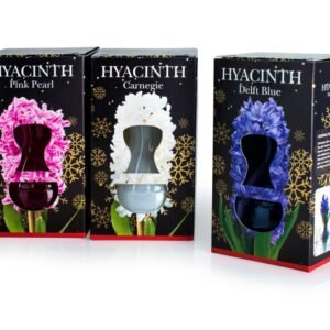 Glass Kits - Hyacinth