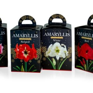 Gift Kits - Amaryllis