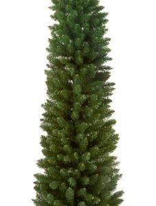 Green Pencil Pine - 2m