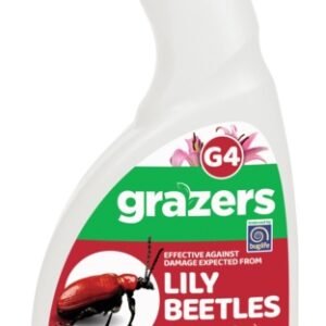 G4 Lily Beetles