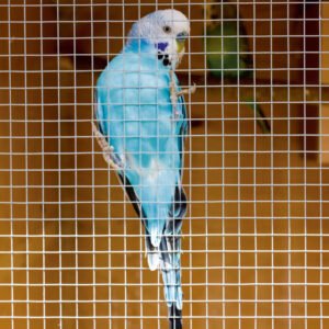 Cage & Aviary Welded Panel 0.6 x 0.9m Mesh size: 50 x 50mm