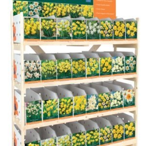 Daffodil Collection - Individual Packs