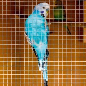 Cage & Aviary Welded Panel