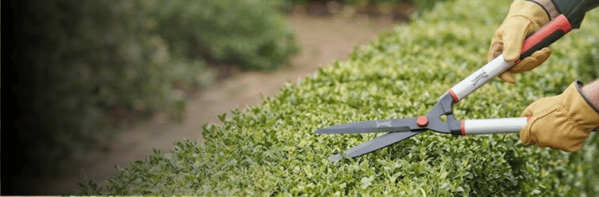 Wavy Blade Hedge Shears